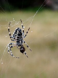 Cobweb spider web brown web photo