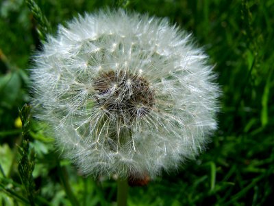 Blumen