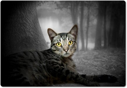 Tree fur watch