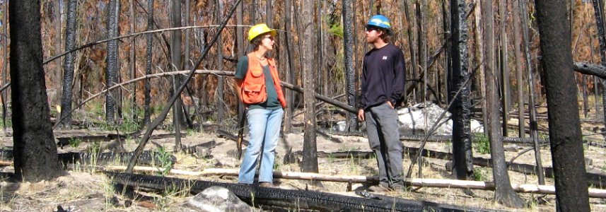 Fire in a Dense Forest