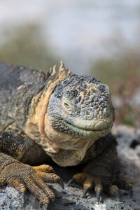 Nature ecuador wildlife