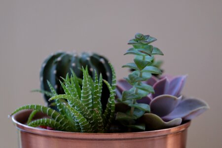 Gardening copper pot