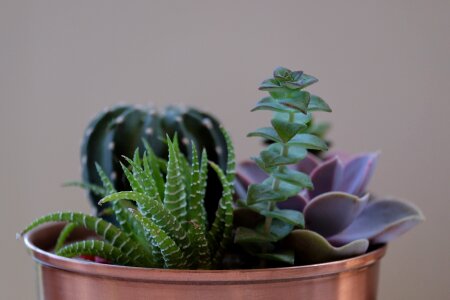 Gardening copper pot photo