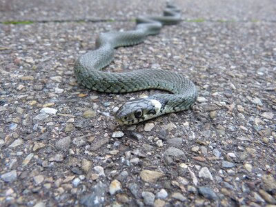 Natter natrix natrix colubridae