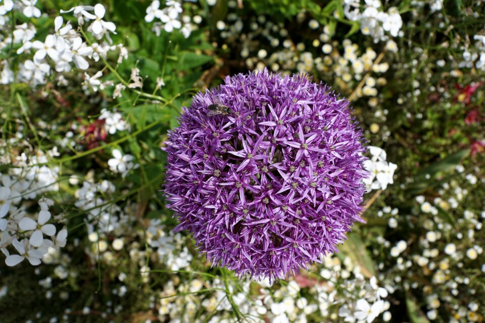 Bloom flora nature