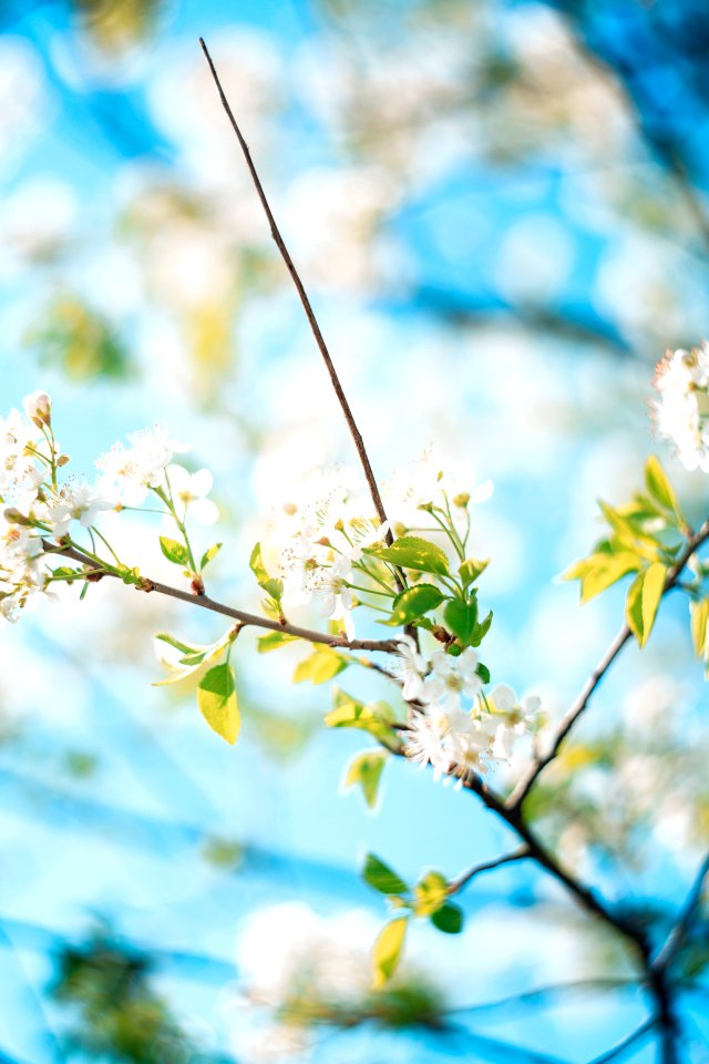 Colourful Apple Blossom photo