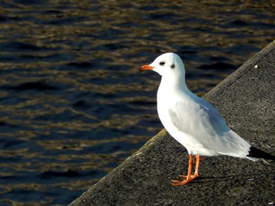 Common Gull