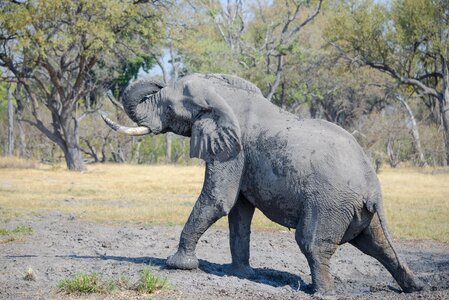 Wildlife ivory mammal