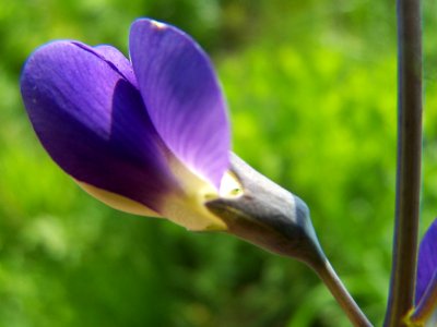 Blumen