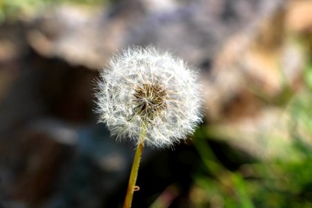 Dandelion photo