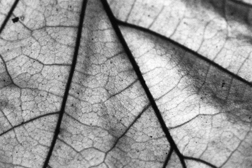 Backlight Autumn Leave