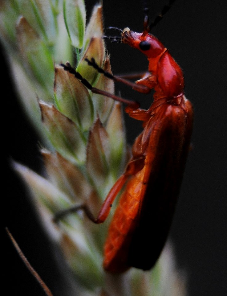 soldier beetle