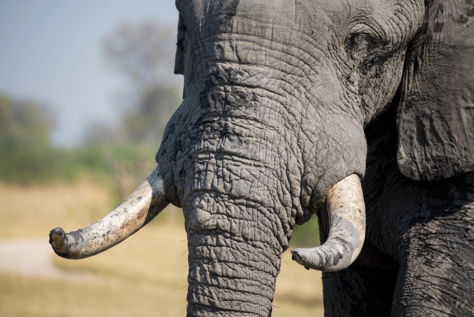 Wildlife animal trunk
