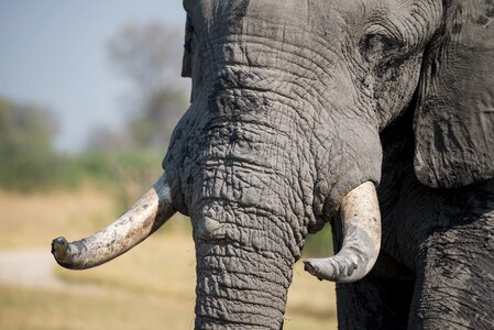 Wildlife animal trunk