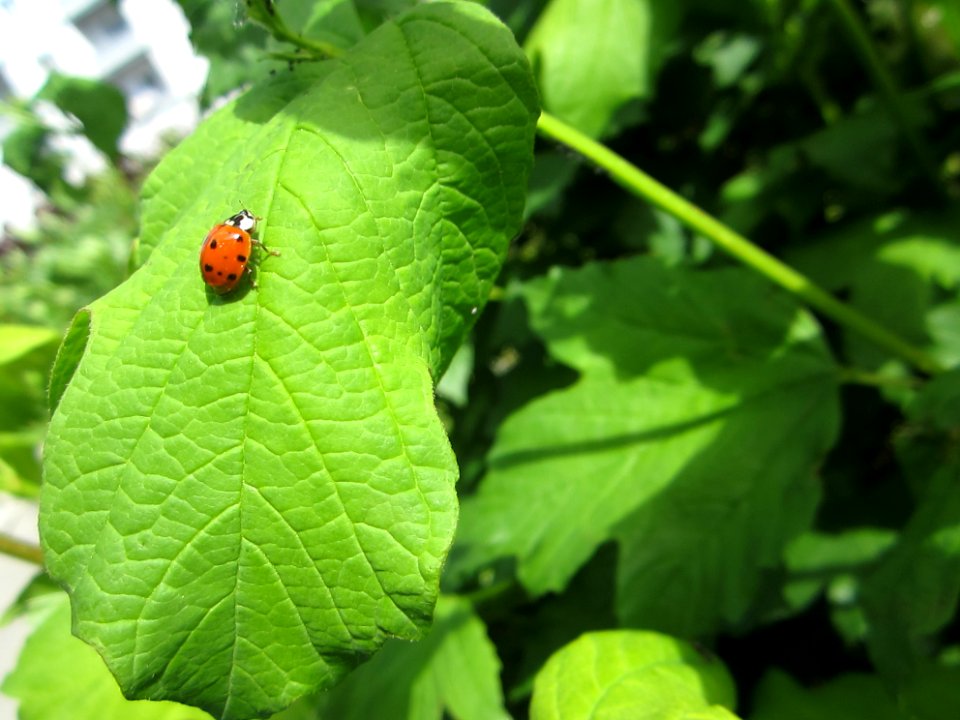 Insekten (Marienkäfer etc.)