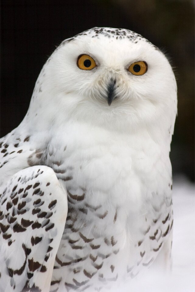 Feather bird yellow eyes