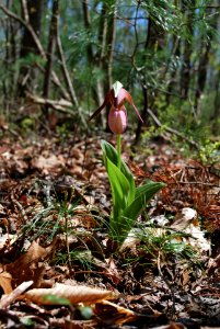 20120406-FS-DanielBoone-005
