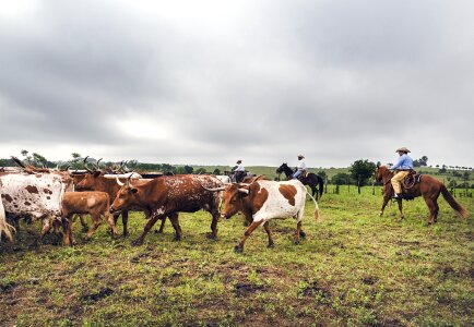 Cowboys west agriculture