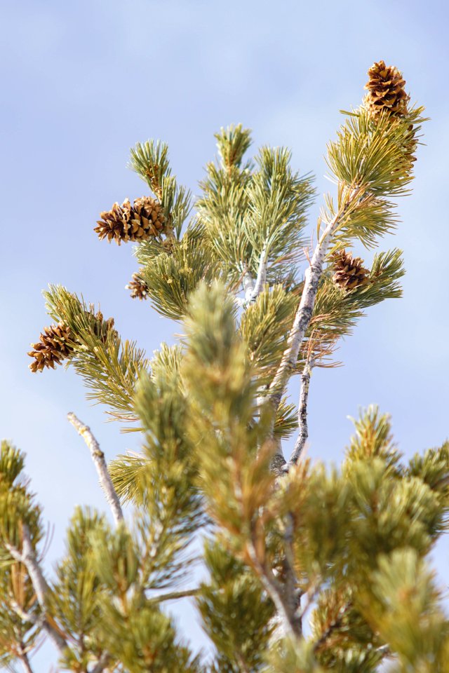 Pinus Flexilis group of cones