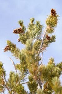 Pinus Flexilis group of cones