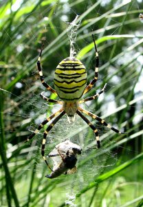 Web arachnid predator