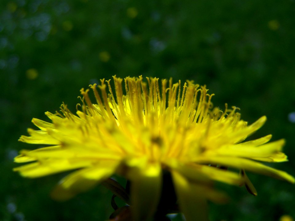 Blumen