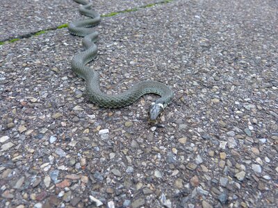 Natter natrix natrix colubridae