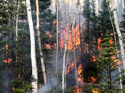 Prescribed burn at Manning Creek