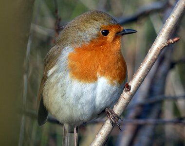Small wildlife plumage