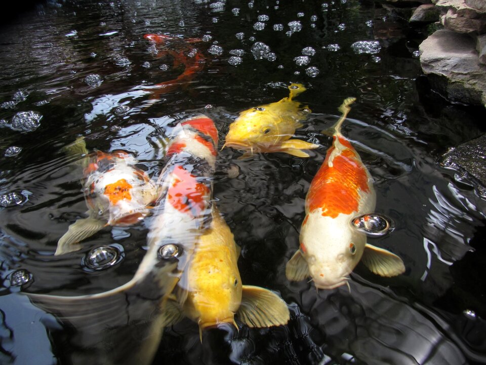 Koi fish swimming