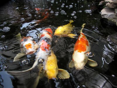 Koi fish swimming photo