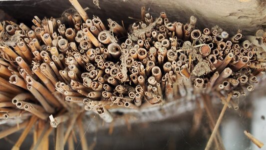 Reed top thatched roof