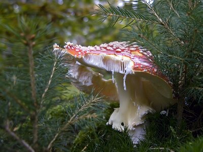 Fungus poison wild