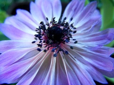 Blumen