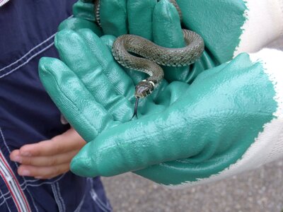 Capture snake reptile