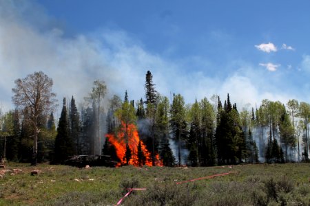 Prescribed burn at Manning Creek