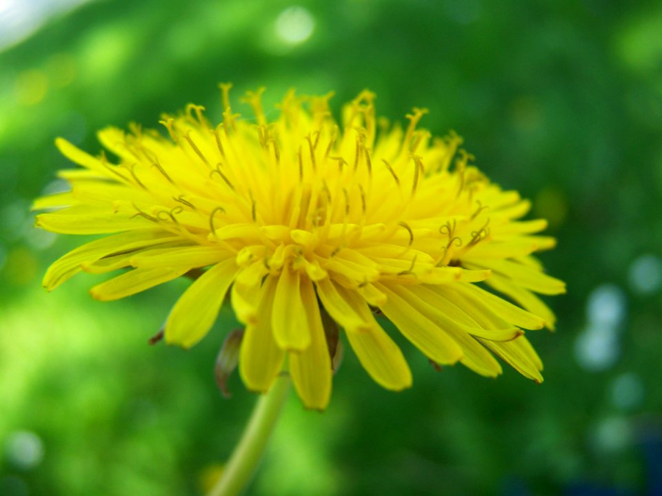 Blumen