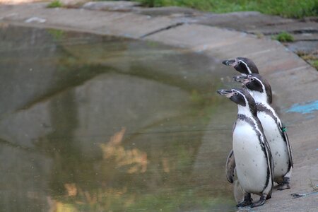 Humboldt penguins zoo trio