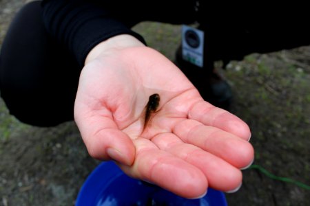 Tadpole found in one of the ponds of Mount St. Helens