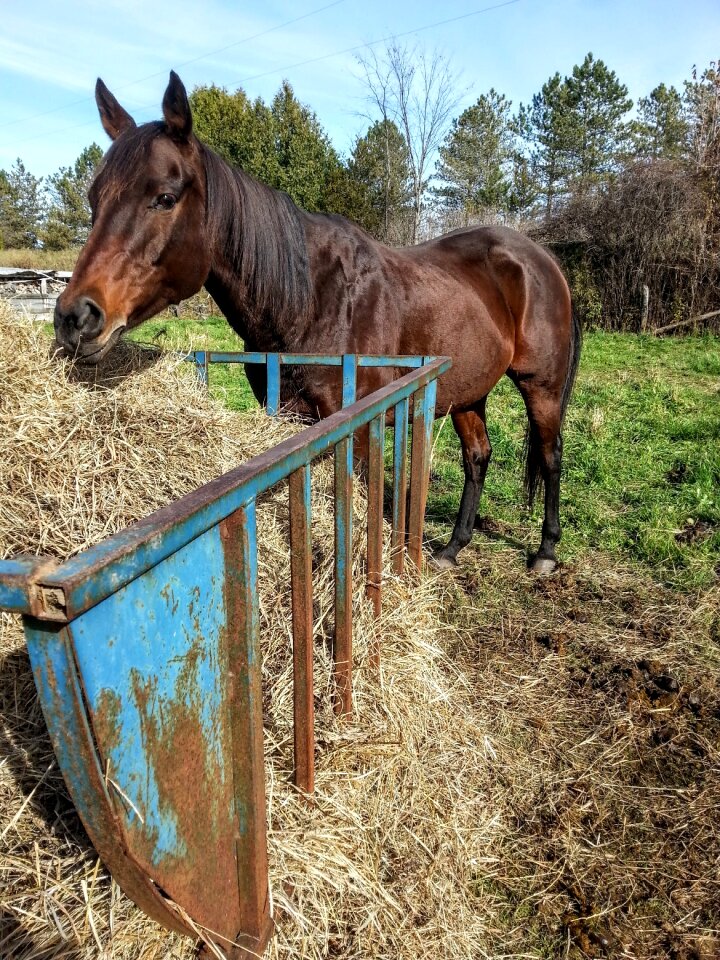 Natural feeding mare