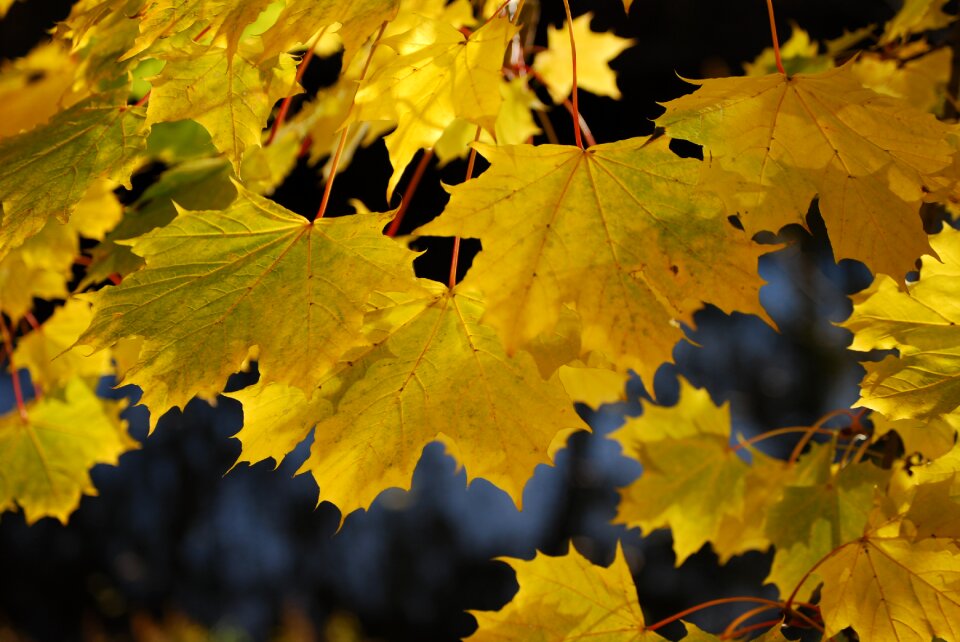 Foliage autumn leaves season photo