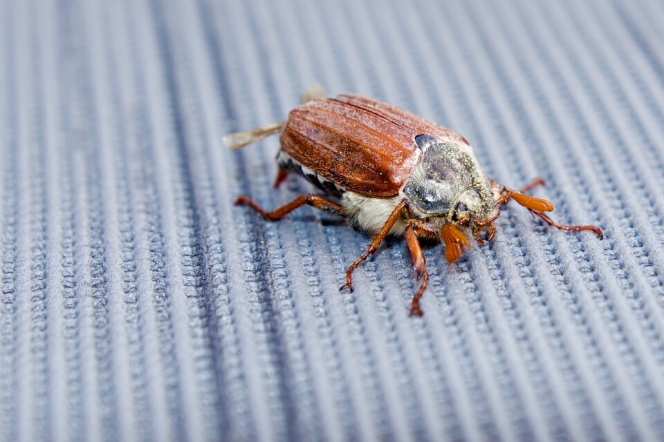 Nature beetle may-beetle