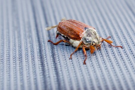Nature beetle may-beetle