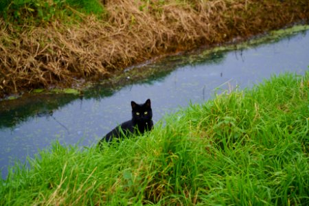 Black Cat, Burmarsh, Kent photo