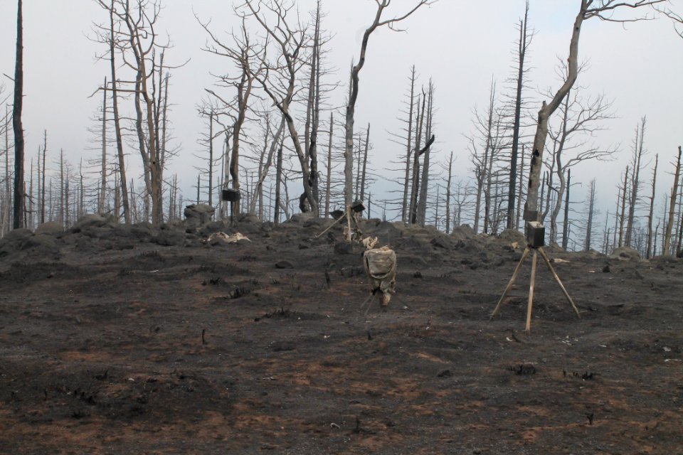 Prescribed burn at Manning Creek