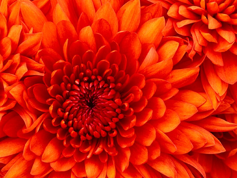 Blossom floral plant