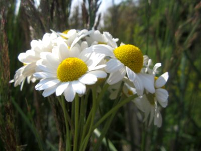 Blumen