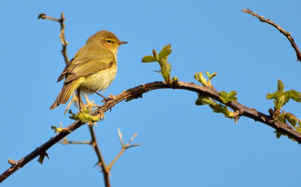 willow wabbler i think ?