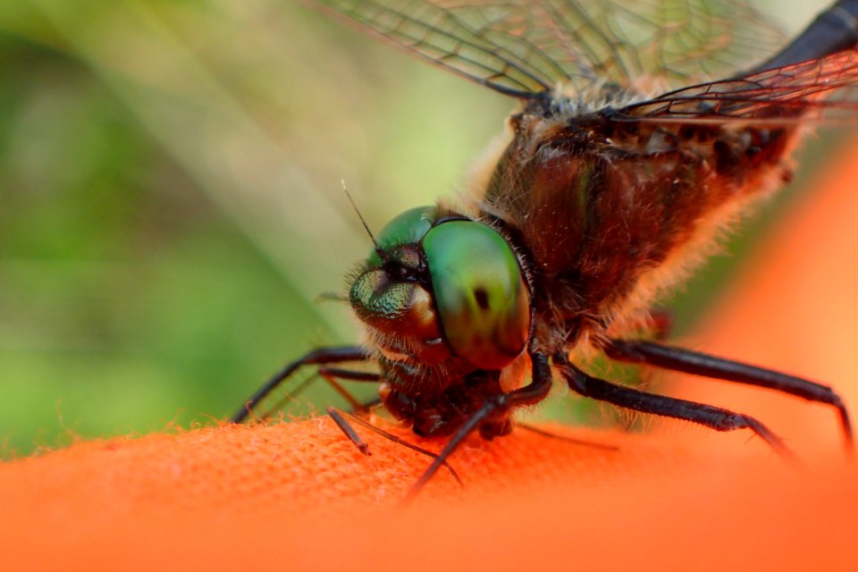 Dragonfly