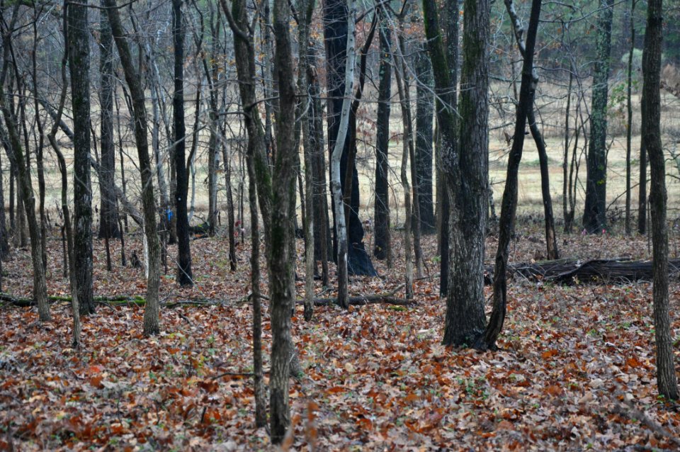 Winter Simplifies the Oak-Hickory Forest